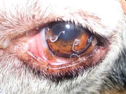 How do tapeworms affect my cat? Thelazia An Overview Sciencedirect Topics