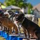 Pet Fest