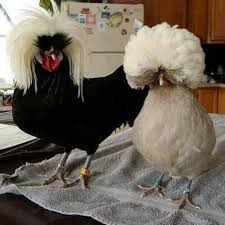 They are ideal show fowls. White Black Crested Polish Cap Hen Adult Rs 1800 Pair Shri Someshwar Group Id 19718618662