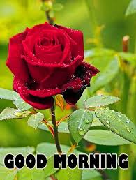 Good Morning Wishes Images With Red Rose Wallpaper Pics Download Beautiful Rose Flowers Beautiful Flowers Wallpapers Beautiful Roses