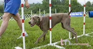 Kopeklerde Ileri Itaat Egitimi Nedir Neleri Kapsar Nasil Verilir Evcil Hayvan Blogu