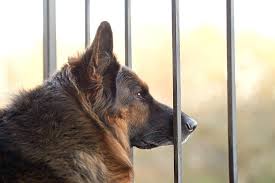 Hundeschutzgitter oder hundeabsperrgitter begrenzen den raum in der wohnung und eignen sich für türen oder treppen. Absperrgitter Hund Hundeabsperrgitter Test Vergleich 2021