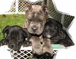 Find cane corso puppies and breeders in your area and helpful cane corso information. Italiano Puppies Massara S Cane Corso For Sale In Chagrin Falls Ohio Classified Americanlisted Com