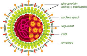 The herpes simplex virus impacts a significant portion of the worldwide population. Bioplex 2200 Hsv 1 Hsv 2 Igg Clinical Diagnostics Bio Rad