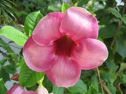 Tie the vines loosely so that you don't restrict growth. Mandevilla University Of Florida Institute Of Food And Agricultural Sciences