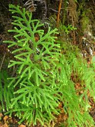 Image result for Lycopodiella cernua