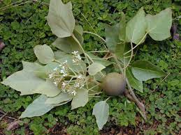 Buah yang satu ini menjadi buah yang pantas untuk dinikmati karena rasa manisnya yang enak dan juga segar. Buah Keras Wikipedia Bahasa Melayu Ensiklopedia Bebas