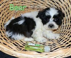 Teddy bear puppy price 325 00 for sale in menasha. Teddy Bear Puppies For Sale Wisconsin