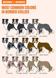 How To Breed Border Collies History Best Practices Health Both the rough coat and the smooth coat come in a variety of colors and patterns including, black, white, blue, red merle, brindle, lilac, chocolate, liver, blue merle, sable, sable merle, red. how to breed border collies history