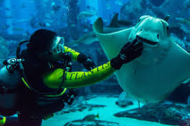 We did not find results for: How To Become An Aquarist Environmentalscience Org