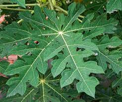 Maybe you would like to learn more about one of these? 15 Khasiat Yang Terdapat Pada Daun Betik Daily Sihat