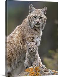 Check spelling or type a new query. Bobcat Lynx Rufus Mother And Kitten North America Wall Art Canvas Prints Framed Prints Wall Peels Great Big Canvas