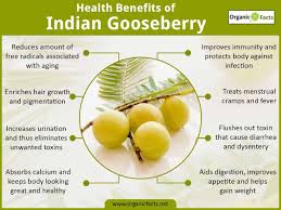 Health Benefits Of The Indian Gooseberry Or Amla Can Be Attributed To The High Vitamin C Content Amla Enhances Food Absorpt Gooseberry Benefits Amla Nutrition
