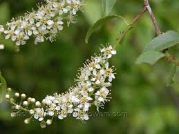 Maybe you would like to learn more about one of these? Strong Wild Cherry Chokecherry Close Up Strong Rose Family The Twigs Of These Trees Contain Cyanide