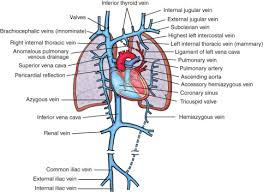 Misplaced Central Venous Catheters Applied Anatomy And Practical Management Sciencedirect The brachiocephalic trunk (or brachiocephalic artery or innominate artery) is an artery of the mediastinum that supplies blood to the right arm and the head and neck.