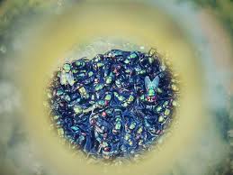 How to get rid of flies in your yard. How To Get Rid Of Flies 13 Natural And Homemade Fly Repellents