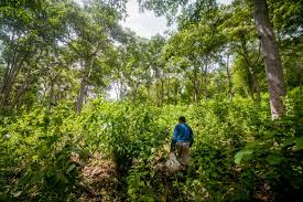 Tree plantations, if done correctly, can result in the successful regeneration of a deforested area. Why Green Pledges Will Not Create The Natural Forests We Need Yale E360