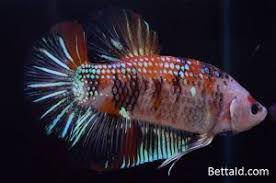 Jual Ikan Cupang Giant Koi Orange Galaxy Gt23 Warna Koi Panjang 5 7 Cm Kondisi Ikan Sehat Body Proporsional Mental Berani Warna La Ikan Cupang Betta Ikan