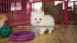 Contact us today to reserve your teacup puppy! Puppies For Sale Local Breeders Teacup Pomeranian Puppies For Sale Georgia At Lawrenceville Puppies For Sale Local Breeders