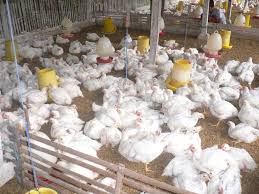 Diamkan kurang lebih 20 menit. Harga Mesin Potong Ayam Otomatis Dan Cara Pengolahannya Toko Mesin Makassar