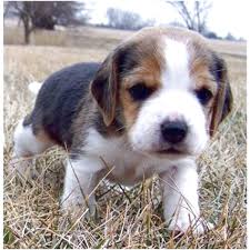 Don't see what you're looking for? Pocket Beagle Puppies For Sale In Tn