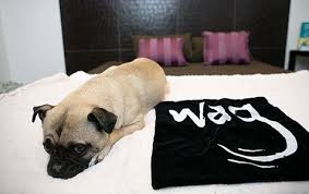 At Wag Hotels Oakland Dogs Staying In The Ultra Suites Get Queen Size Beds Dogs Dog Friends Dog Hotel