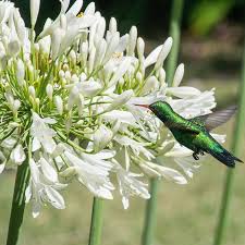 Image result for Agapanthus codii