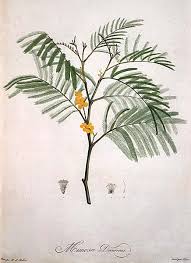 Image result for Acacia decurrens