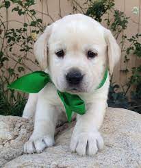 Silverose labs offers beautiful lab puppies for sale in california, including charcoal labs and striking silver labradors. Cream Labrador Female Puppy White Labrador Retriever White Labrador Puppy White Labrador