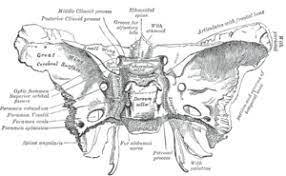 The sphenoid bone (also sphenoidal bone, sphenoid, latin: Sphenoid Bone Wikipedia