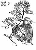 Image result for Cissus cucumerifolia