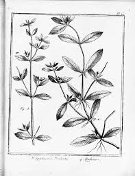 Image result for Spermacoce ocymoides