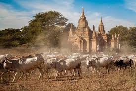 Contested legitimacies in myanmar and other books and articles. Myanmar Reisen Urlaub Individuell Rundreisen Gruppenreisen Reisen Mit Sinnen