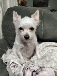 UPDATE: THEY HAVE BEEN FOUND !! Please help me find my dogs ! They got out  this morning 12/2/24 by the area of Hughes Lane and Fairview. They are  brothers their names