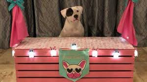 Puppy haven rescue is committed to giving these animals the. Pet Valentine S Day Photos Taken At Animal Aid Of Tulsa Event