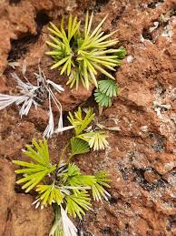 Image result for Actiniopteris semiflabellata