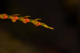 Image result for Bulbophyllum fuscum