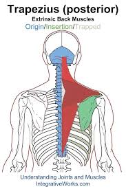 Pin On Back Extrinsic Origin Insertion