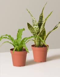 While anubias nana and anubias barteri are the usuals, you can find others. Low Light Houseplants Indoor Plants Potted Plants Delivered The Sill