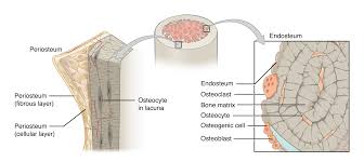 Illustration of a kidney cross section, highlighted. 6 3 Bone Structure Anatomy Physiology