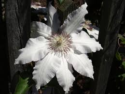 Water it regularly initially for steady growth, but after that make it a good, deep watering occasionally; Gardening Selecting Vines For Landscaping Columnists Postandcourier Com