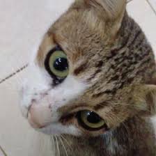  Kucing Oren Riekafiniera Profil Pinterest