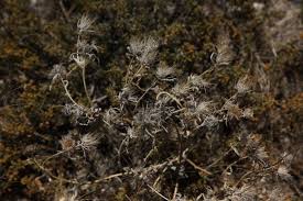 Image result for Hirpicium gazanioides
