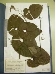 Image result for Cogniauxia podolaena