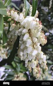 Image result for Pieris japonský debutante obrázek