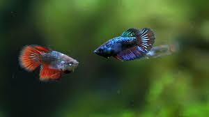 Betta Fish Betta Fry Age 2 And 1 5 Months Betta Fish Pet Fish Betta