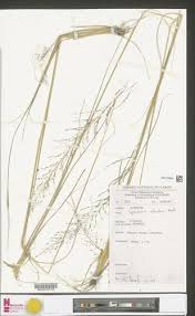 Image result for Sporobolus welwitschii