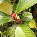 Image result for Stipularia africana