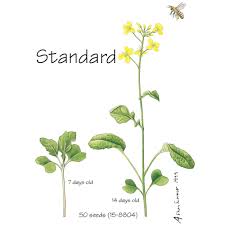 Fastest growing flower seeds for science project. Wisconsin Fast Plants Standard Seed Improved Basic Rbr Pack Of 200 Carolina Com