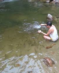 Pelawat rekreasi santuari ikan sungai chiling. Malaysia Truly Asia On Twitter Sungai Chiling Fish Sanctuary Is Open From 8 Am To 6 Pm On Weekends Only